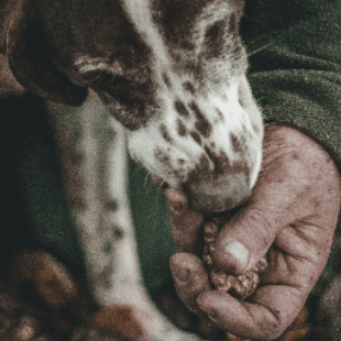 Truffle hunting in Chianti (video!)
