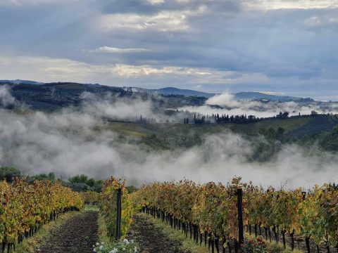 Rolling vineyard hills and olive groves in the Chianti countryside between Florence and Siena