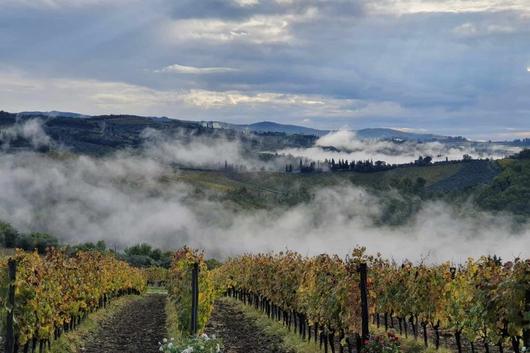 Rolling vineyard hills and olive groves in the Chianti countryside between Florence and Siena