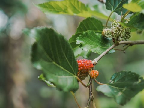 Plants and memories of the Chianti countryside