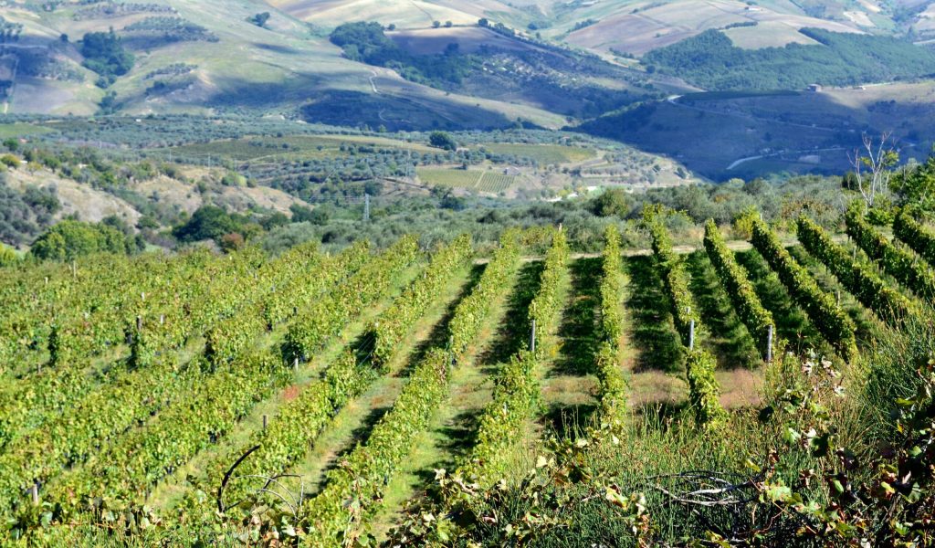 Panoramic view of Aglianico vineyards with rolling hills of Basilicata