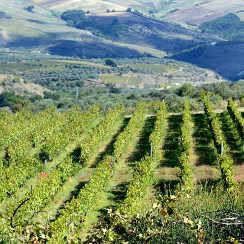 Panoramic view of Aglianico vineyards with rolling hills of Basilicata