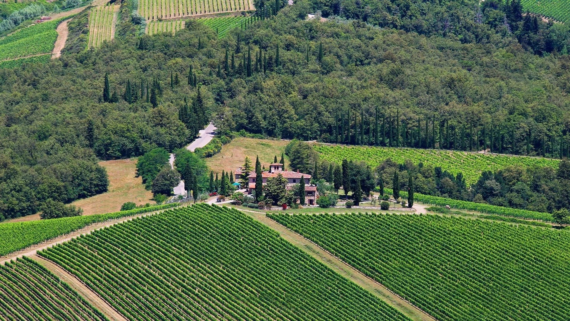 Close-up of vines at Erta di Radda winery