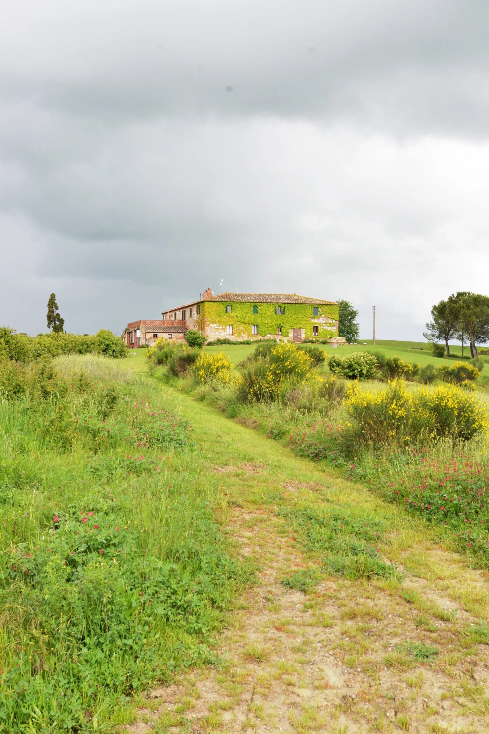 Rolling hills of Val d'Orcia seen from Il Rigo