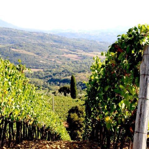 Panoramic terrace at Azienda Tornesi with vineyards and hills near Montalcino