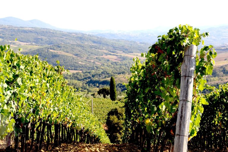 Panoramic terrace at Azienda Tornesi with vineyards and hills near Montalcino
