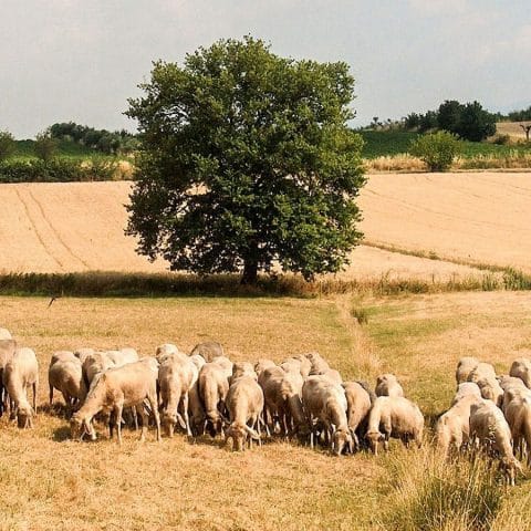 The famous sheep flock of Fattoria Bistecca grazing in the Valdichiana