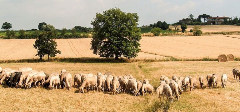 The famous sheep flock of Fattoria Bistecca grazing in the Valdichiana