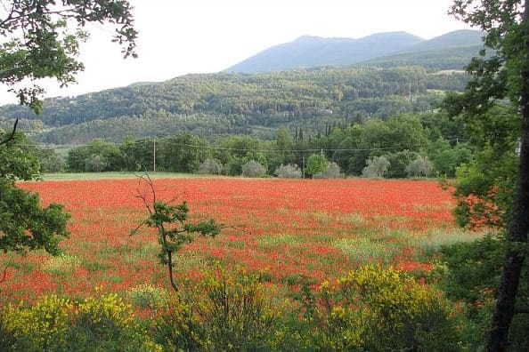 Poppy fields surrounding Poggio Etrusco