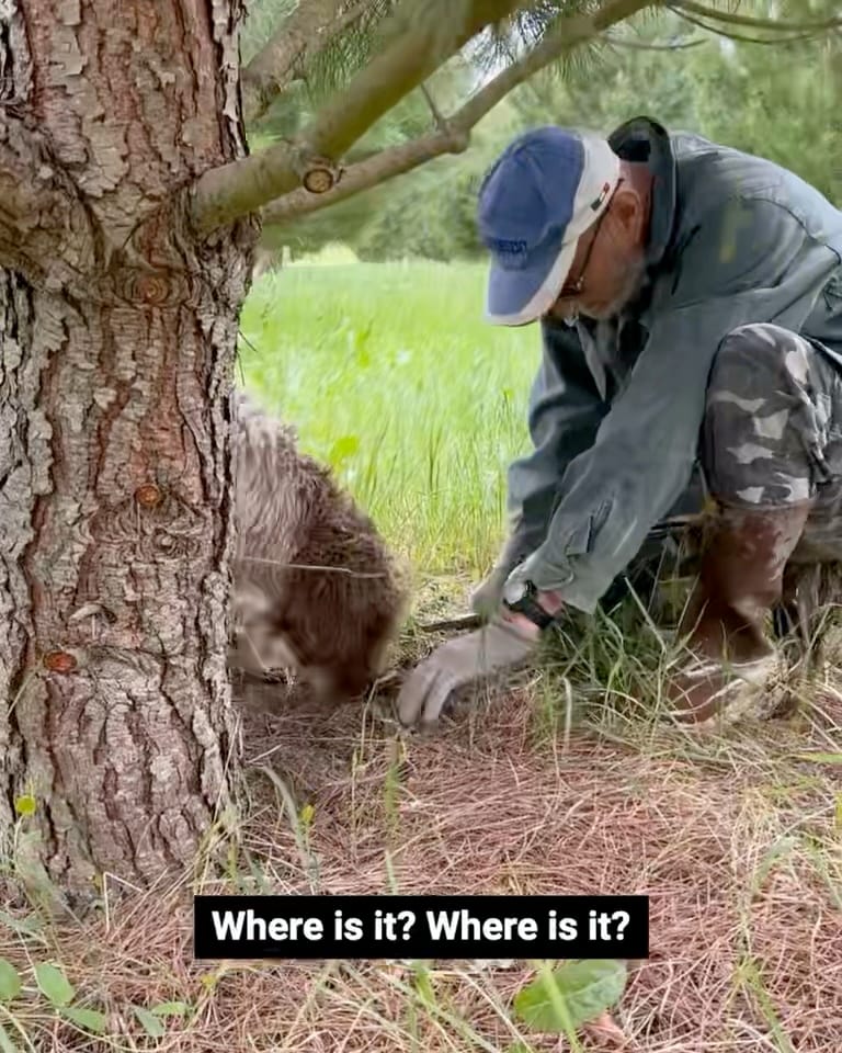 Truffle Hunting in Val D'Orcia (Video)