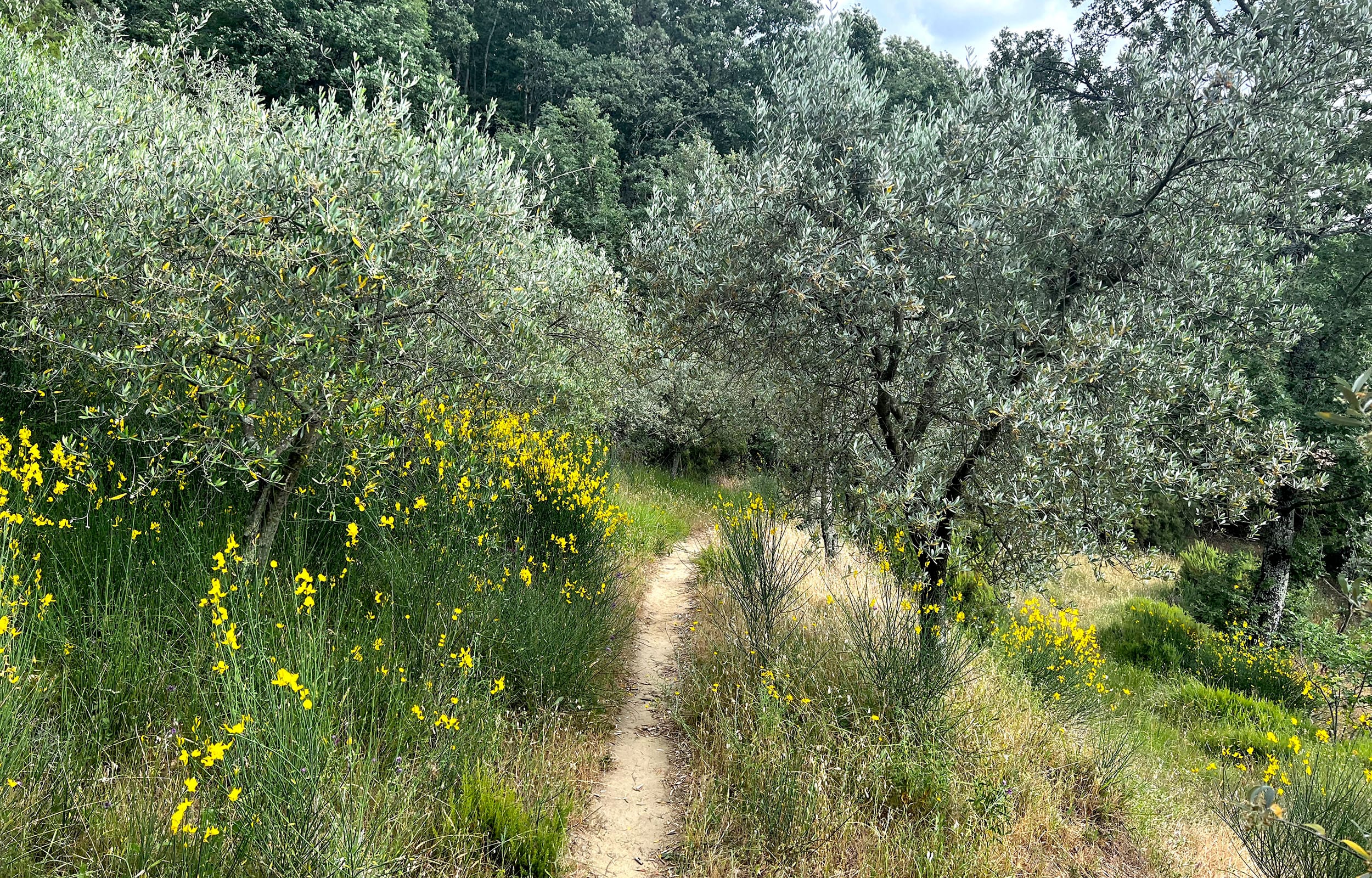 Tuscan countryside in Chianti